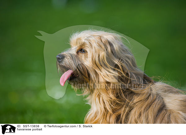 havanese portrait / SST-13838