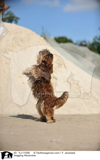begging Havanese / YJ-11556