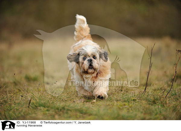 running Havanese / YJ-11968