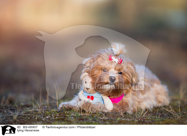 lying Havanese / BS-06907