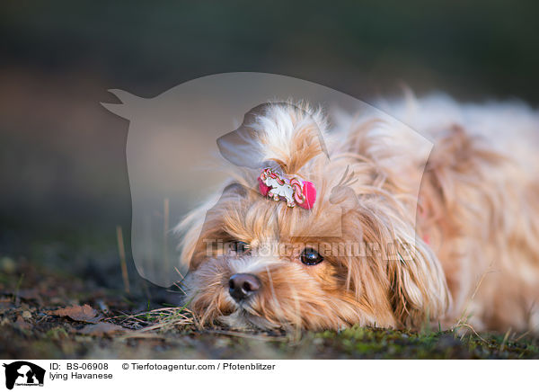 lying Havanese / BS-06908