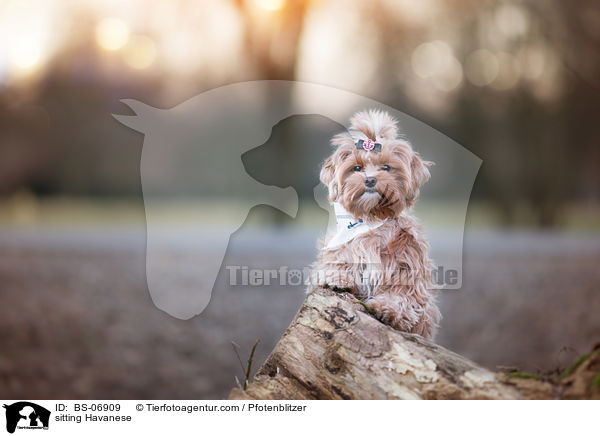 sitting Havanese / BS-06909