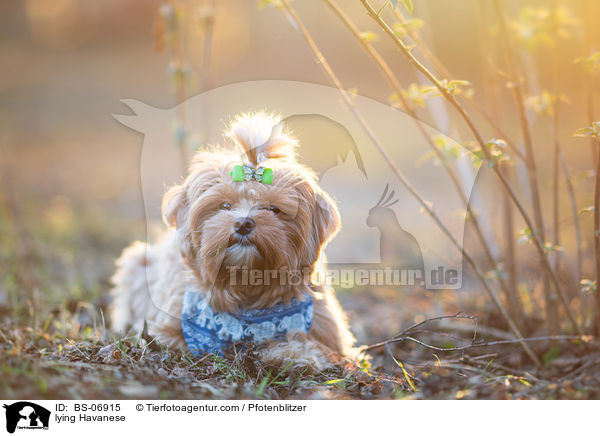 lying Havanese / BS-06915