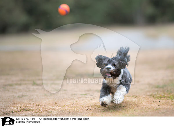 playing Havanese / BS-07159