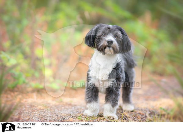Havanese / BS-07161