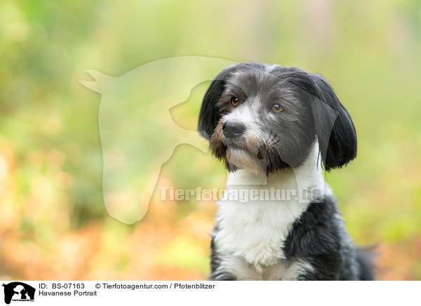 Havanese Portrait / BS-07163
