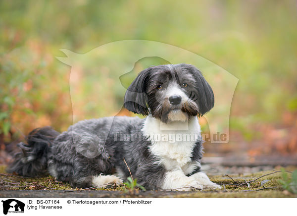 lying Havanese / BS-07164