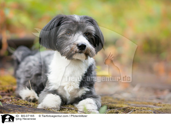 lying Havanese / BS-07165