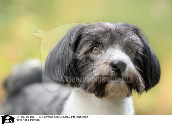 Havanese Portrait / BS-07166