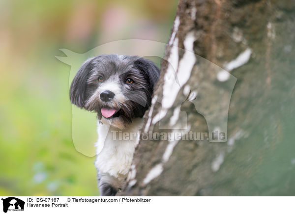 Havanese Portrait / BS-07167