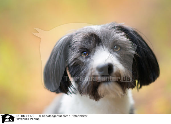 Havanese Portrait / BS-07170