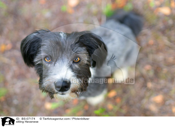 sitting Havanese / BS-07174