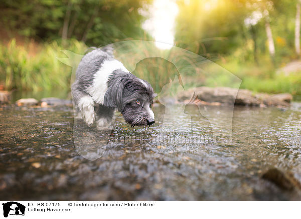 bathing Havanese / BS-07175