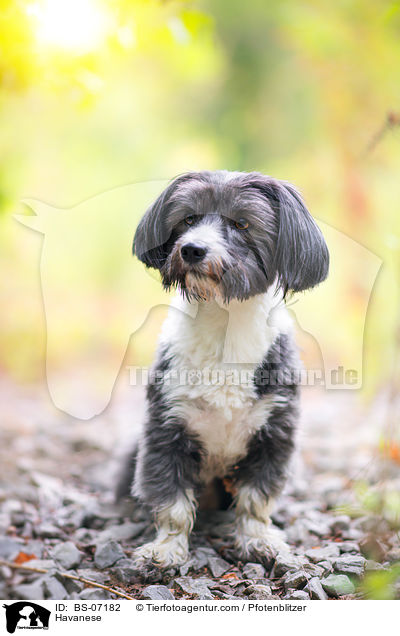 Havanese / BS-07182