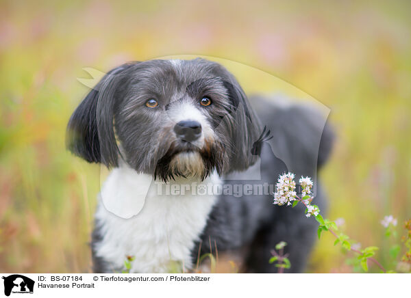 Havanese Portrait / BS-07184