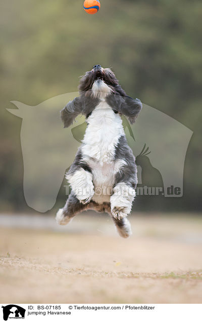 jumping Havanese / BS-07185