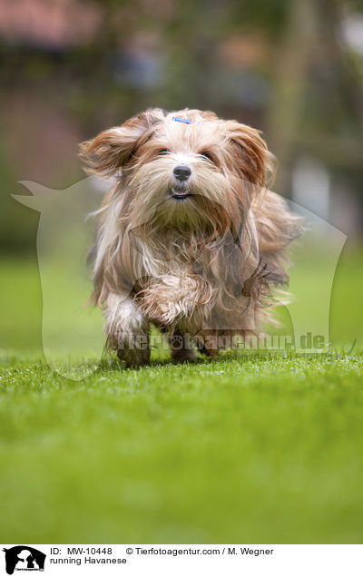 running Havanese / MW-10448