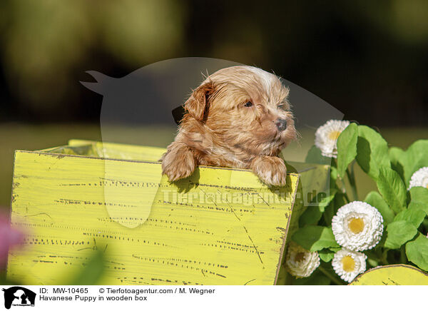 Havanese Puppy in wooden box / MW-10465