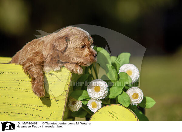 Havanese Puppy in wooden box / MW-10467