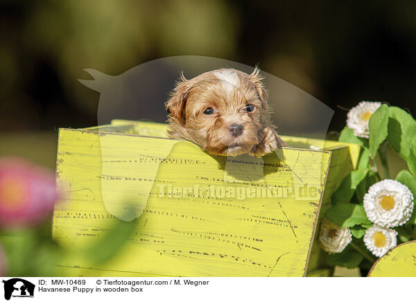 Havanese Puppy in wooden box / MW-10469
