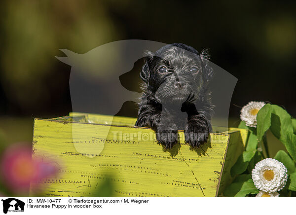 Havanese Puppy in wooden box / MW-10477