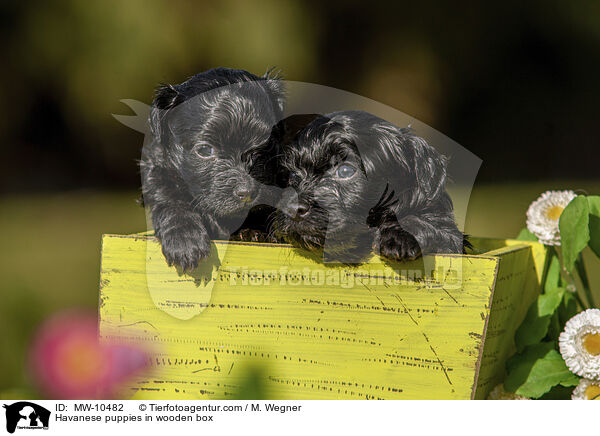 Havanese puppies in wooden box / MW-10482