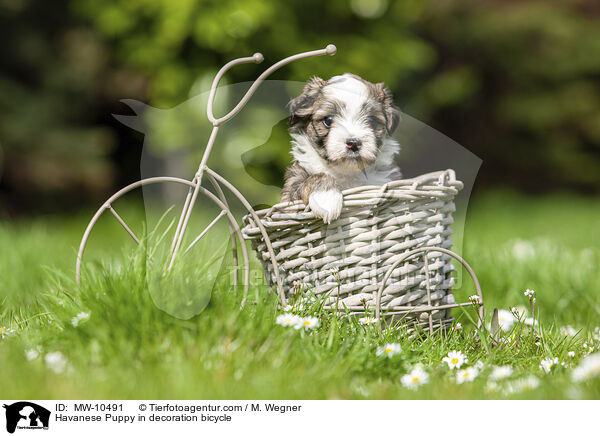 Havaneser Welpe in Deko Fahrrad / Havanese Puppy in decoration bicycle / MW-10491