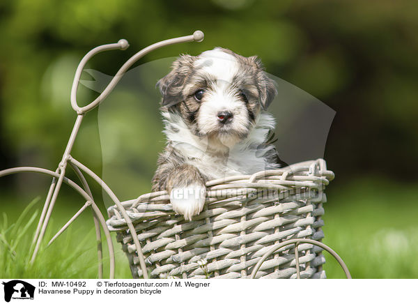 Havanese Puppy in decoration bicycle / MW-10492