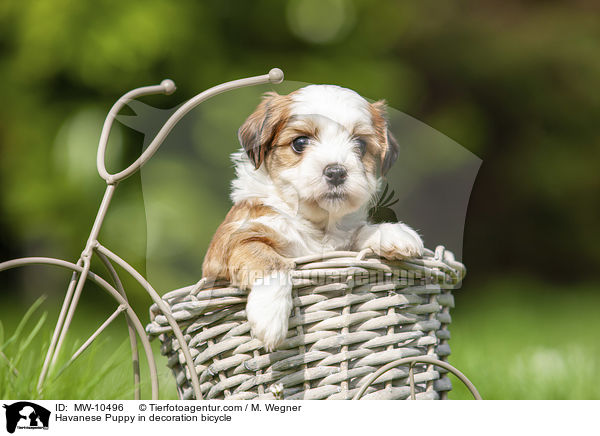 Havanese Puppy in decoration bicycle / MW-10496