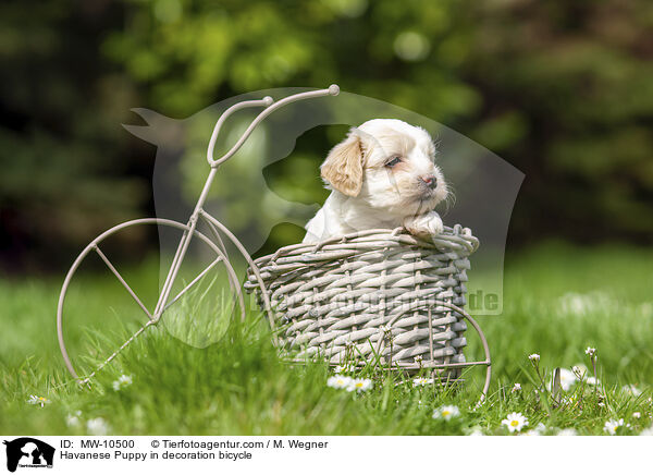 Havanese Puppy in decoration bicycle / MW-10500