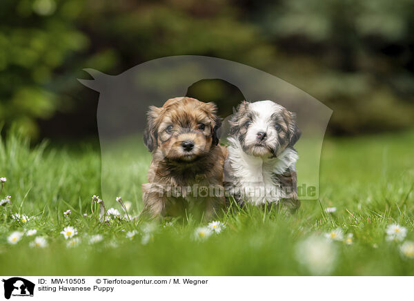 sitting Havanese Puppy / MW-10505
