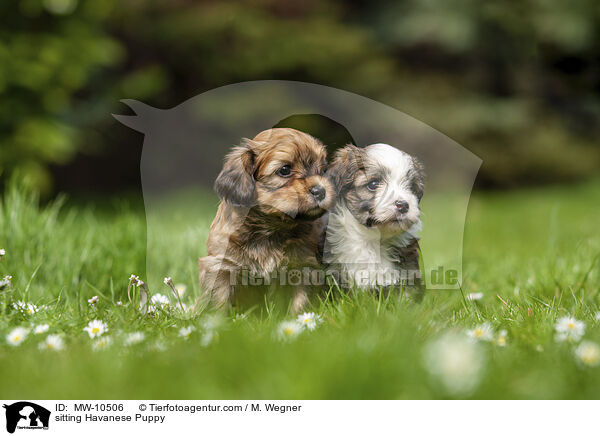 sitting Havanese Puppy / MW-10506