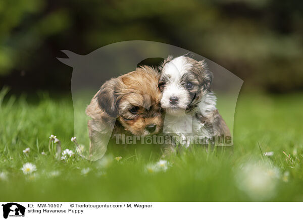 sitting Havanese Puppy / MW-10507