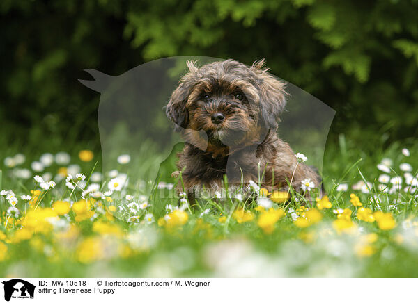 sitzender Havaneser Welpe / sitting Havanese Puppy / MW-10518