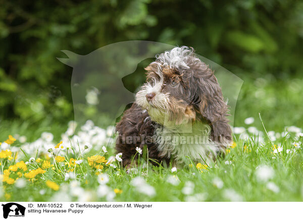 sitzender Havaneser Welpe / sitting Havanese Puppy / MW-10522