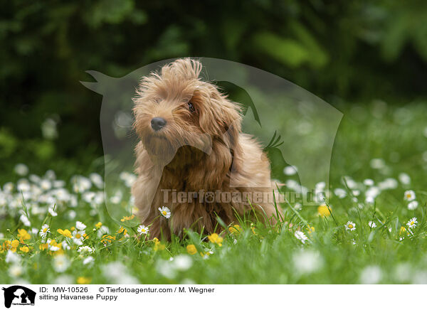 sitzender Havaneser Welpe / sitting Havanese Puppy / MW-10526