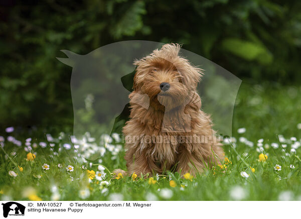 sitzender Havaneser Welpe / sitting Havanese Puppy / MW-10527