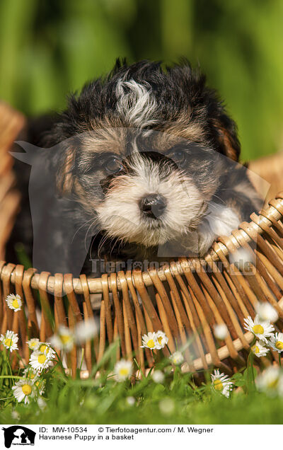 Havaneser Welpe im Krbchen / Havanese Puppy in a basket / MW-10534