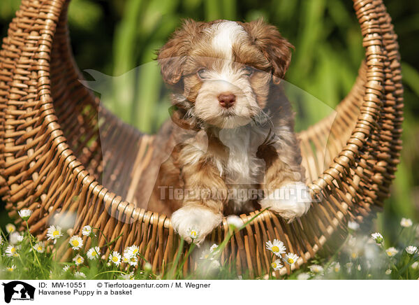 Havanese Puppy in a basket / MW-10551