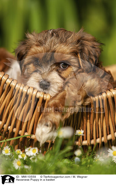 Havanese Puppy in a basket / MW-10559