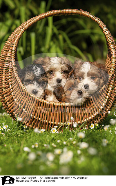 Havanese Puppy in a basket / MW-10560
