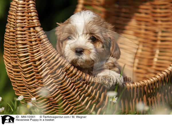 Havanese Puppy in a basket / MW-10561