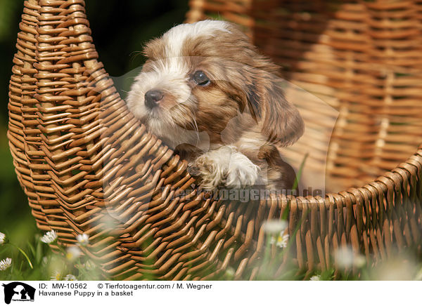 Havanese Puppy in a basket / MW-10562