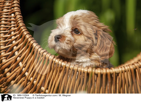 Havanese Puppy in a basket / MW-10564