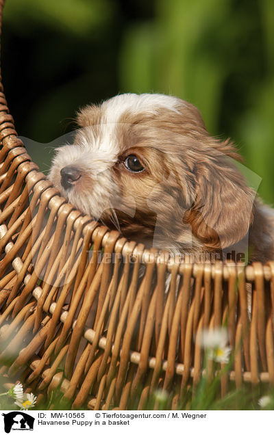 Havanese Puppy in a basket / MW-10565