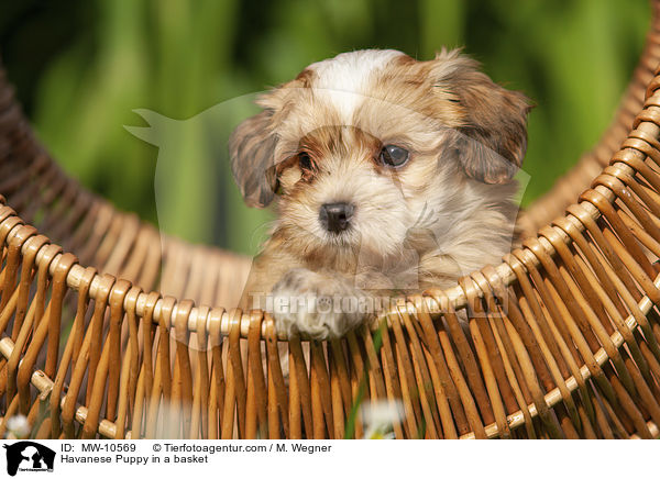 Havanese Puppy in a basket / MW-10569