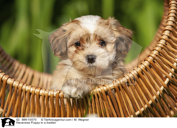Havanese Puppy in a basket / MW-10570