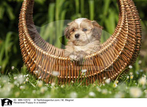Havaneser Welpe im Krbchen / Havanese Puppy in a basket / MW-10572