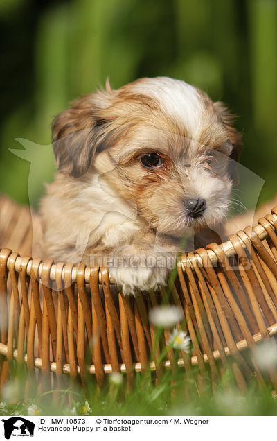 Havanese Puppy in a basket / MW-10573