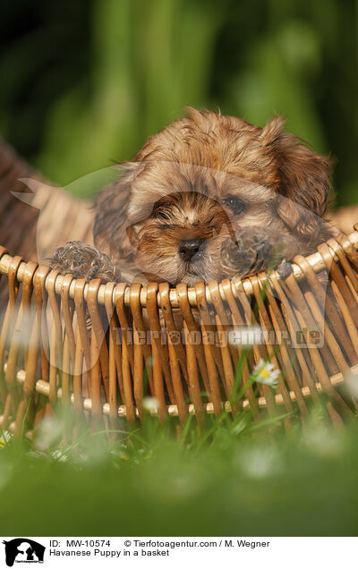 Havanese Puppy in a basket / MW-10574